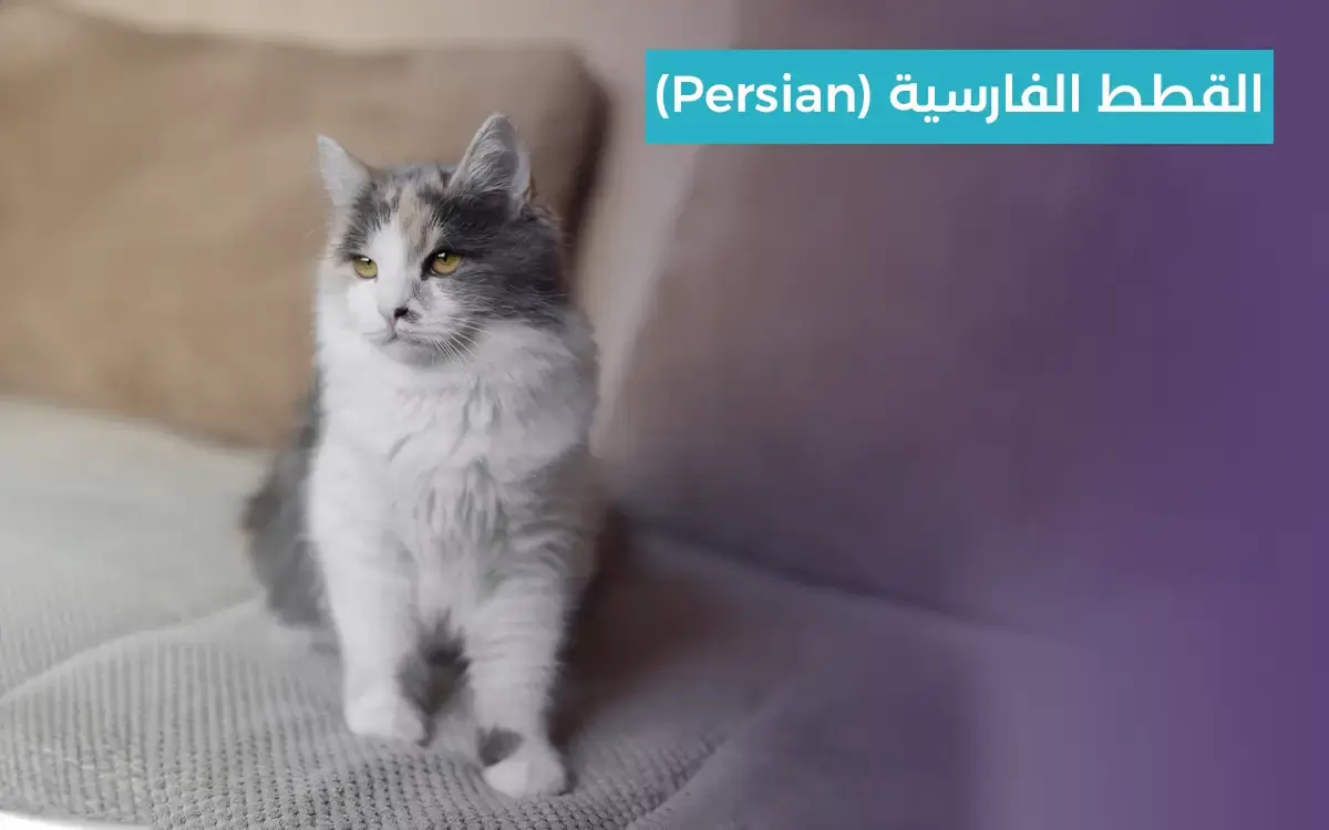 القطط الفارسية من انواع القطط المنزلية
