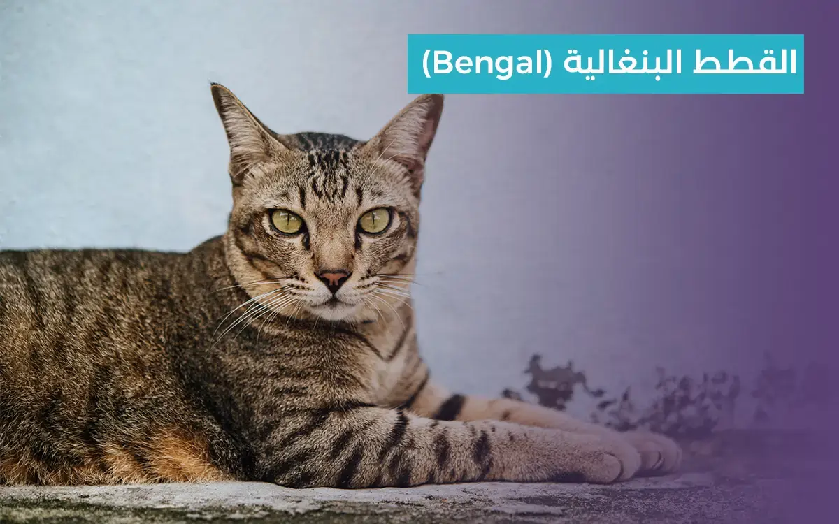 القطط البنغالية من أنواع القطط المنزلية 