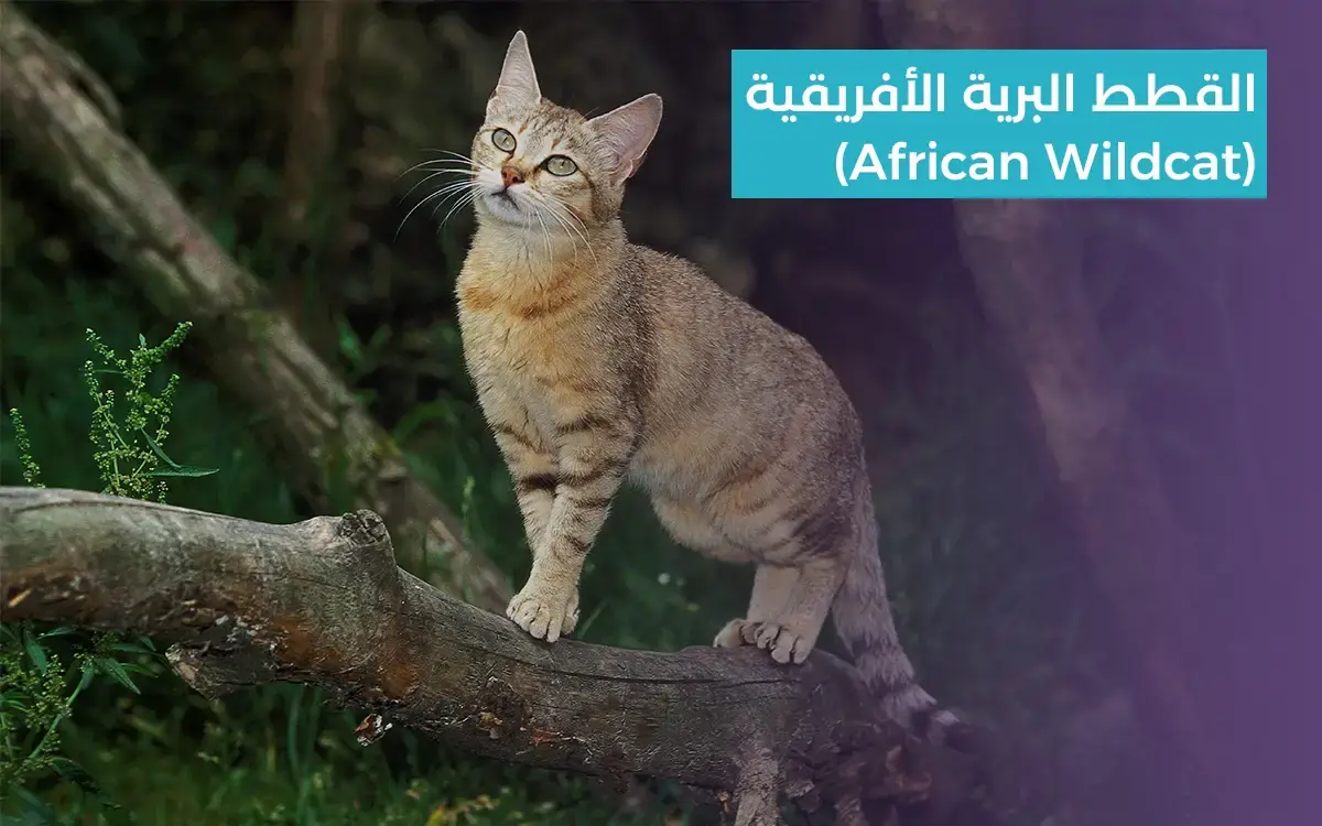 القطط البرية الافريقية من القطط المناسبة للتربية المنزلية 