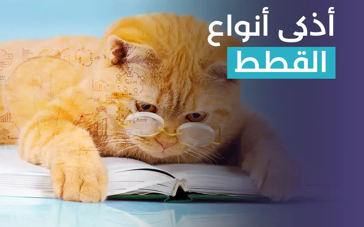 Read more about the article أذكى أنواع القطط:11 نوع من القطط المناسبة للتربية المنزلية
