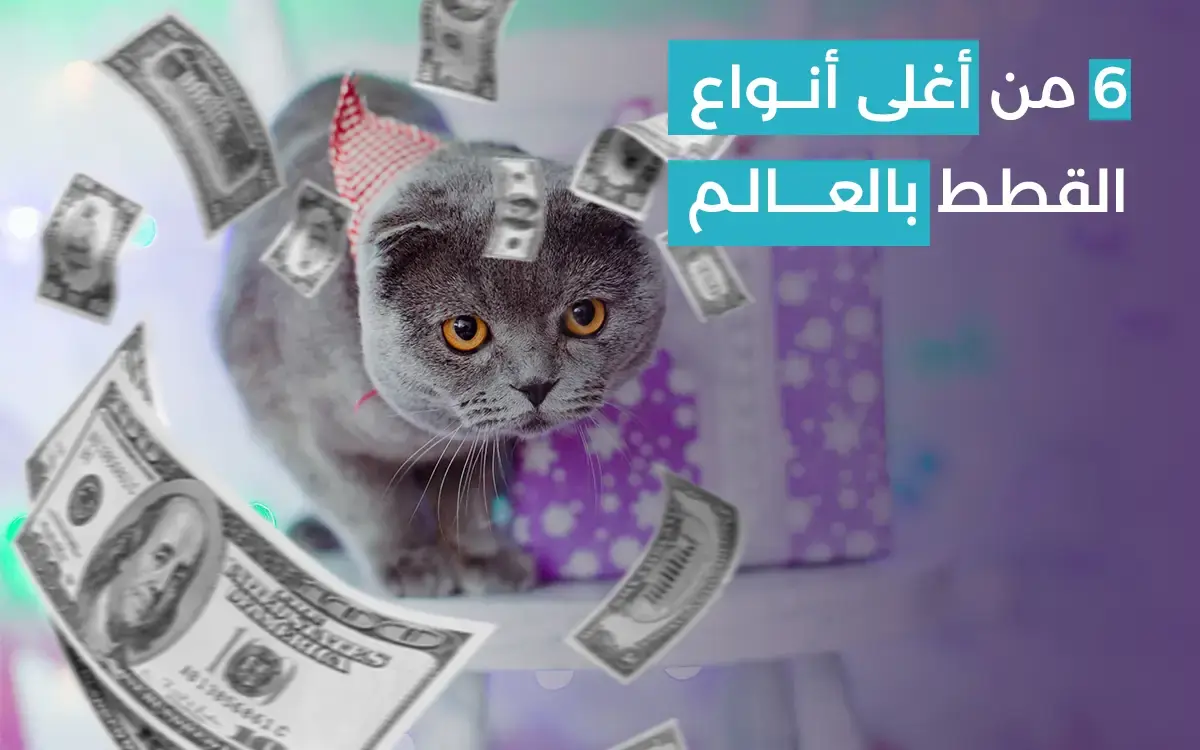 Read more about the article 6 من أغلى أنواع القطط في العالم